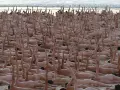 En stor grupp människor ligger på en strand, många med armarna uppsträckta. En naken målning av mänskligheten.