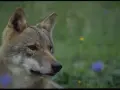 En varg tittar ut över en grön äng med några blå och gula blommor. Det är som att se en varg måla sig själv i naturen.