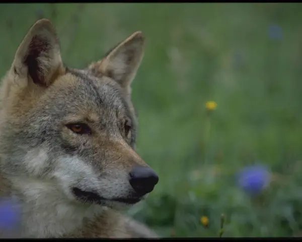 En varg tittar ut över en grön äng med några blå och gula blommor. Det är som att se en varg måla sig själv i naturen.